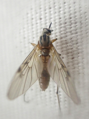Sylvicola punctatus