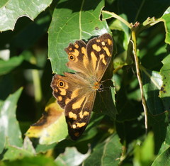 Heteronympha banksii