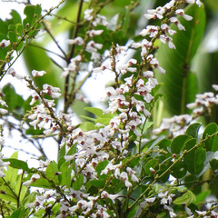 Derris scandens