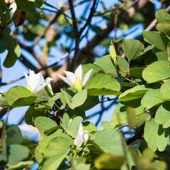 Bauhinia variegata candida