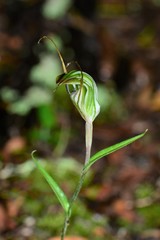 Pterostylis striata