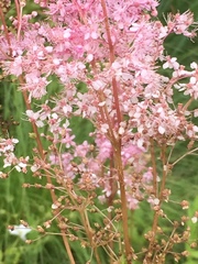 Filipendula rubra