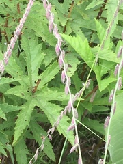Filipendula rubra