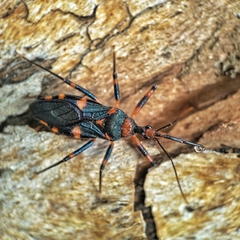 Havinthus rufovarius