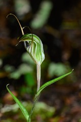 Pterostylis striata