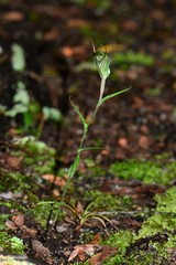 Pterostylis striata