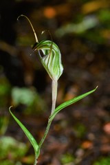 Pterostylis striata