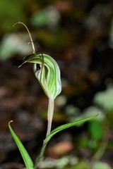Pterostylis striata