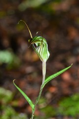 Pterostylis striata