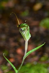Pterostylis striata