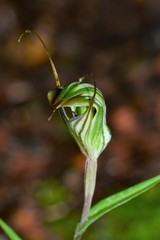 Pterostylis striata