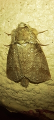 Drugera mimica