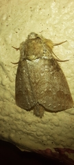 Drugera mimica