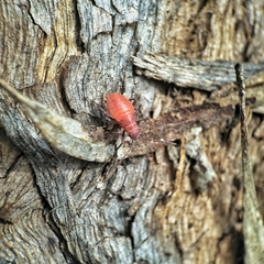 Leptocoris mitellatus