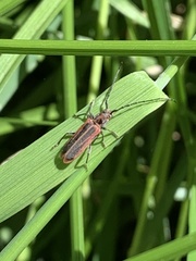 Holopleura marginata