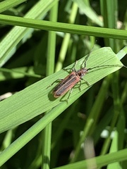 Holopleura marginata