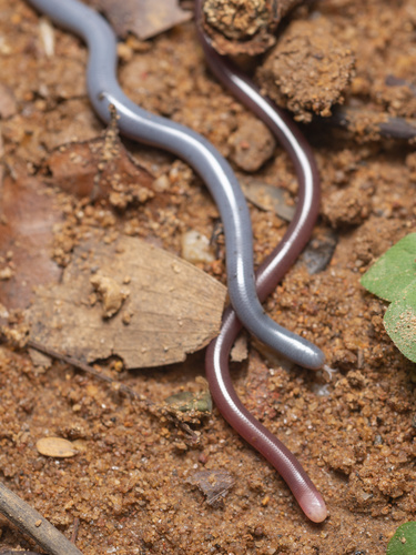 White-headed Blind Snake