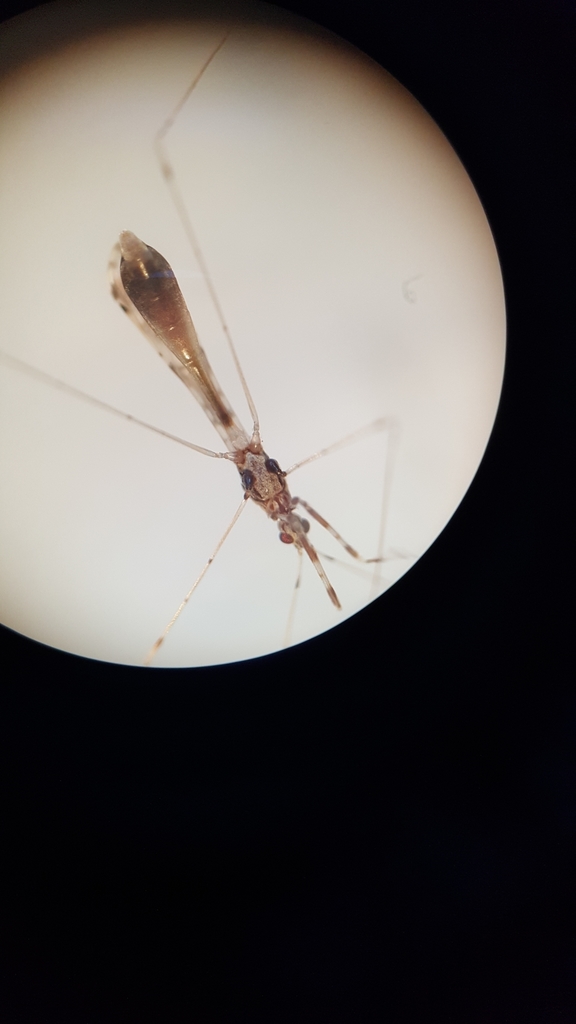 Emesopsis plagiata