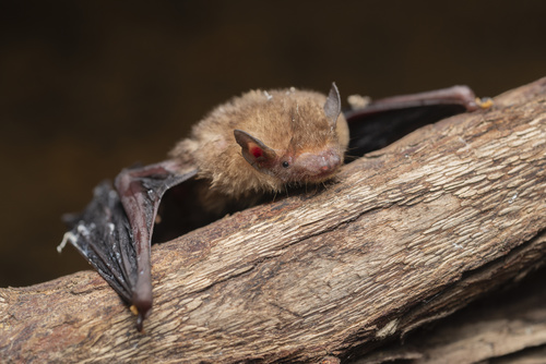 Indomalayan Lesser Bamboo Bat (Tylonycteris fulvida) — Data Deficient Mammalia
