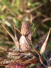 Odontotarsus