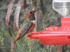 Selasphorus sasin sedentarius