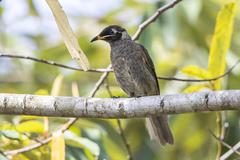 Bridled Honeyeater - Photo (c) matthewkwan, some rights reserved (CC BY-ND), uploaded by matthewkwan