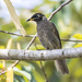 Bridled Honeyeater - Photo (c) matthewkwan, some rights reserved (CC BY-ND), uploaded by matthewkwan