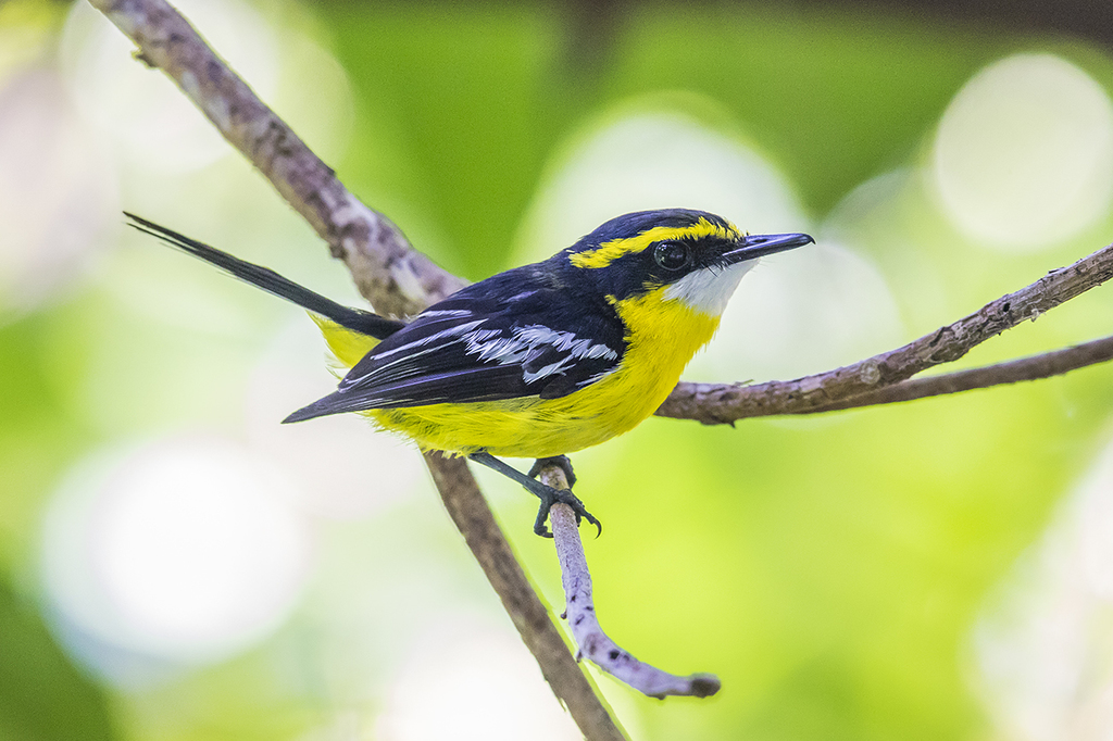 Yellow-breasted Boatbill photo
