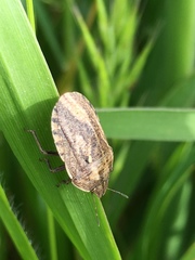 Eurygaster integriceps