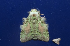 Somera viridifusca