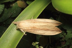 Hunyada