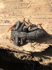 Hottentotta judaicus