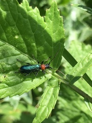 Cartallum ebulinum