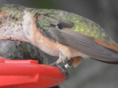 Selasphorus sasin sedentarius