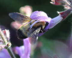 Bombus nevadensis