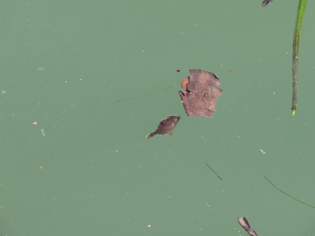 Aiptasia-eating Filefish