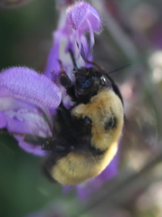 Bombus nevadensis