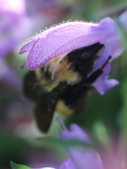 Bombus nevadensis