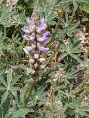Lupinus lepidus confertus