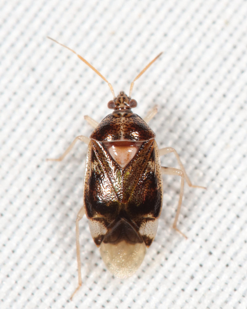 Deraeocoris davisi