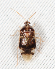 Deraeocoris davisi