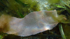Nudipleura