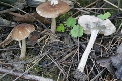 Pluteus deceptivus