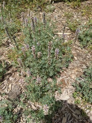 Lupinus lepidus confertus