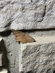 Euchlaena johnsonaria