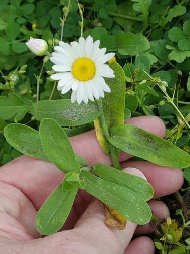 Aphanostephus skirrhobasis var. thalassius
