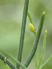 Cavariella aegopodii