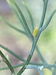 Cavariella aegopodii