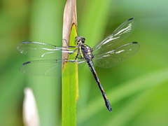 Agrionoptera longitudinalis biserialis