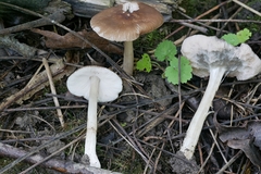 Pluteus deceptivus